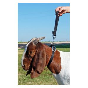 Nylon Goat Leads Weaver Livestock